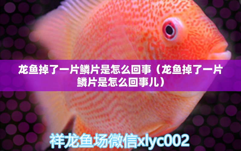 龍魚掉了一片鱗片是怎么回事（龍魚掉了一片鱗片是怎么回事兒）