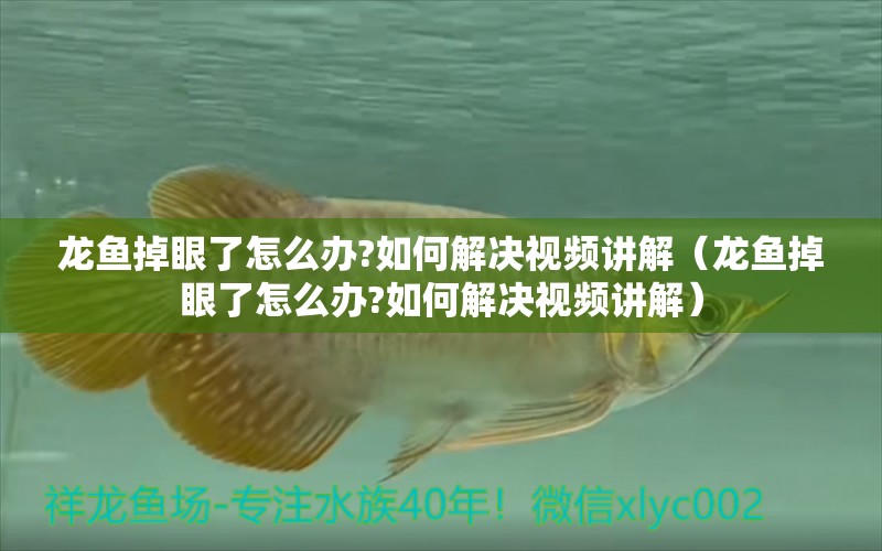 龍魚掉眼了怎么辦?如何解決視頻講解（龍魚掉眼了怎么辦?如何解決視頻講解） 龍魚疾病與治療