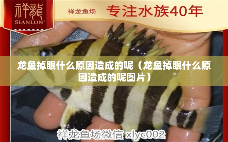 龍魚(yú)掉眼什么原因造成的呢（龍魚(yú)掉眼什么原因造成的呢圖片） 龍魚(yú)疾病與治療