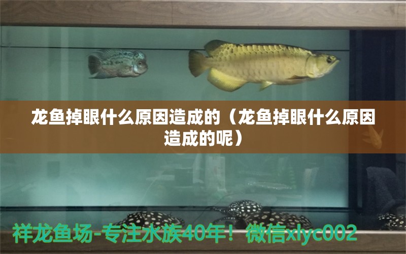 龍魚掉眼什么原因造成的（龍魚掉眼什么原因造成的呢） 龍魚疾病與治療