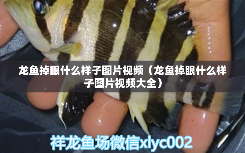 龍魚掉眼什么樣子圖片視頻（龍魚掉眼什么樣子圖片視頻大全）