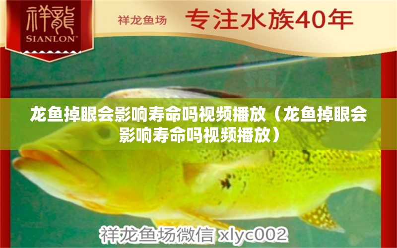 龍魚掉眼會影響壽命嗎視頻播放（龍魚掉眼會影響壽命嗎視頻播放） 龍魚疾病與治療