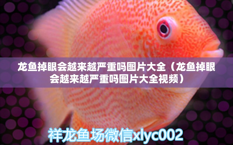 龍魚掉眼會越來越嚴(yán)重嗎圖片大全（龍魚掉眼會越來越嚴(yán)重嗎圖片大全視頻） 龍魚疾病與治療