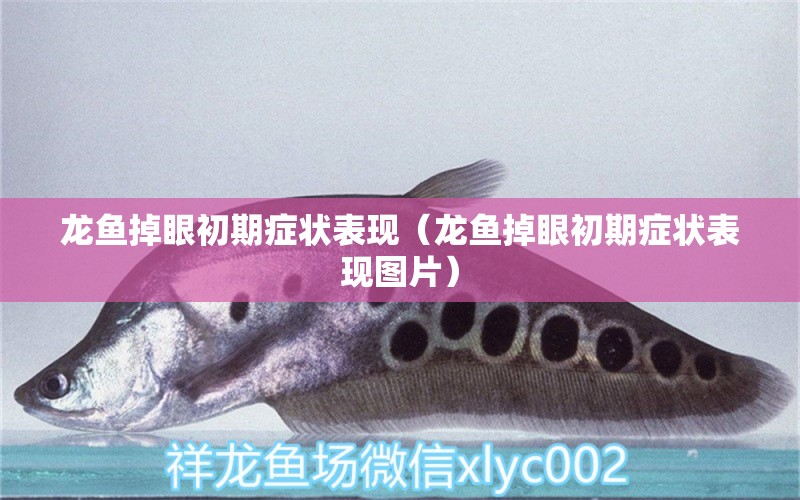 龍魚掉眼初期癥狀表現(xiàn)（龍魚掉眼初期癥狀表現(xiàn)圖片）