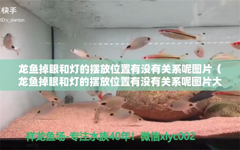 龍魚掉眼和燈的擺放位置有沒有關(guān)系呢圖片（龍魚掉眼和燈的擺放位置有沒有關(guān)系呢圖片大全）