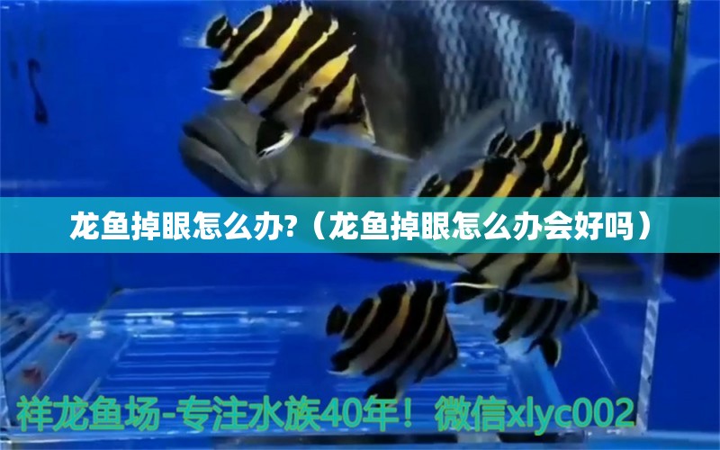 龍魚掉眼怎么辦?（龍魚掉眼怎么辦會(huì)好嗎） 龍魚疾病與治療