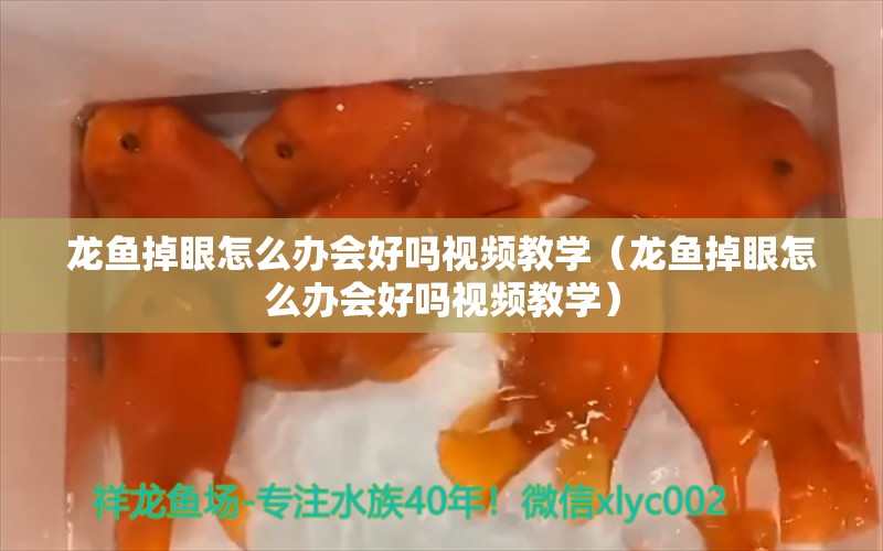 龍魚掉眼怎么辦會好嗎視頻教學（龍魚掉眼怎么辦會好嗎視頻教學） 龍魚疾病與治療