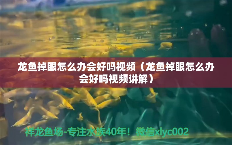 龍魚掉眼怎么辦會(huì)好嗎視頻（龍魚掉眼怎么辦會(huì)好嗎視頻講解）