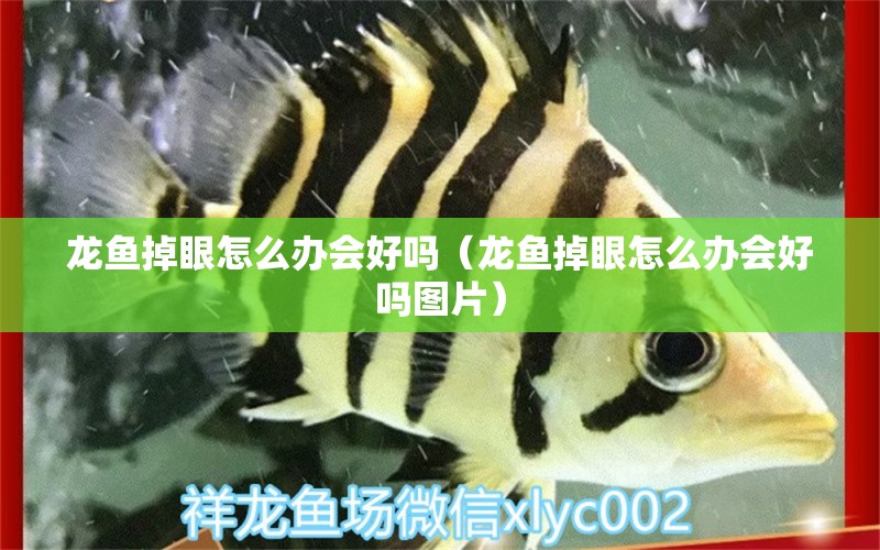 龍魚掉眼怎么辦會好嗎（龍魚掉眼怎么辦會好嗎圖片） 廣州龍魚批發(fā)市場