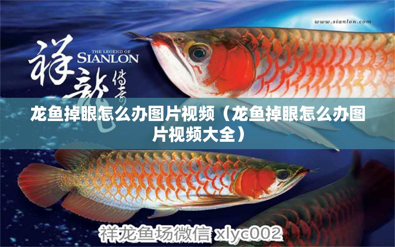 龍魚掉眼怎么辦圖片視頻（龍魚掉眼怎么辦圖片視頻大全） 龍魚疾病與治療