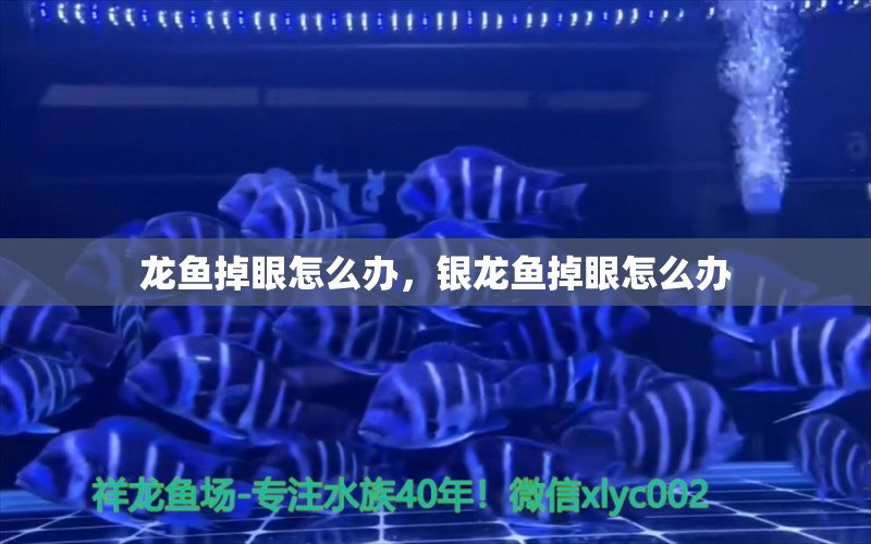 龍魚掉眼怎么辦，銀龍魚掉眼怎么辦