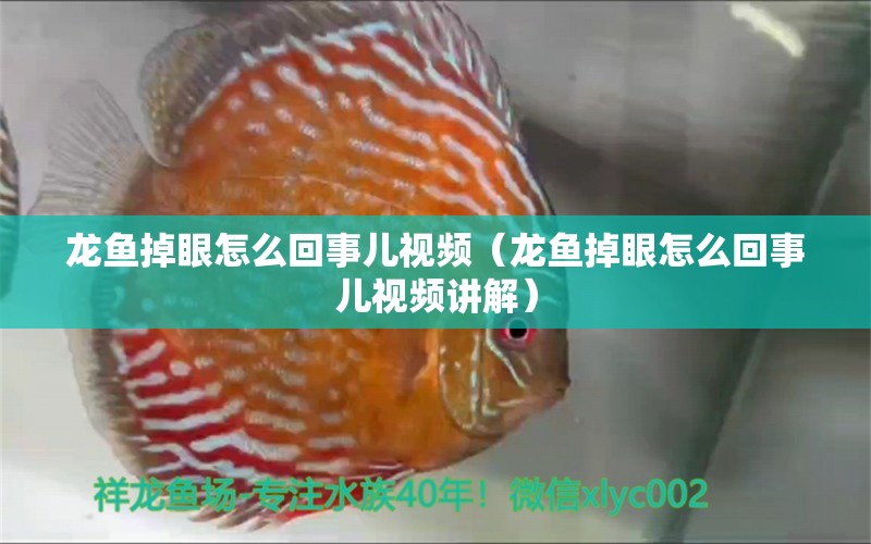 龍魚掉眼怎么回事兒視頻（龍魚掉眼怎么回事兒視頻講解） 龍魚疾病與治療