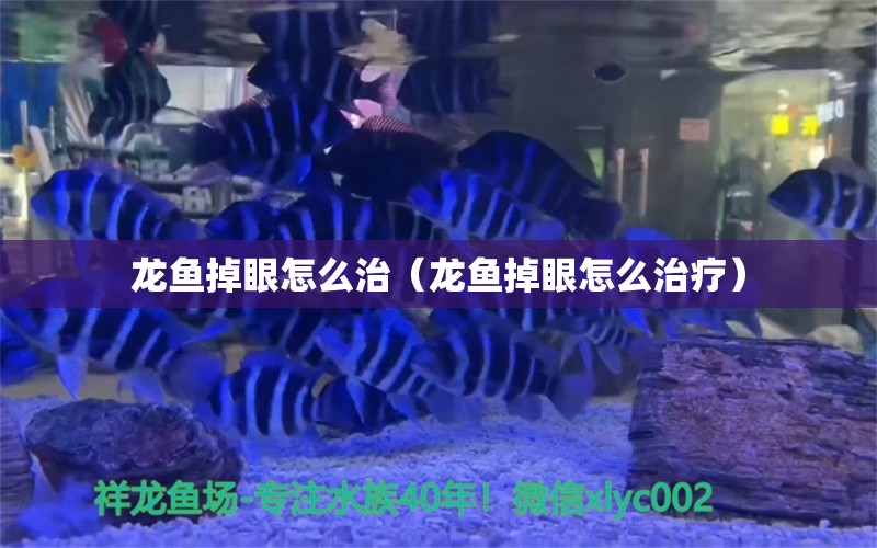 龍魚掉眼怎么治（龍魚掉眼怎么治療）