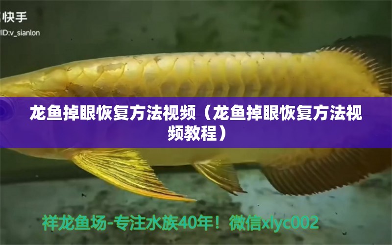 龍魚掉眼恢復(fù)方法視頻（龍魚掉眼恢復(fù)方法視頻教程）