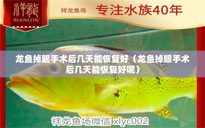 龍魚掉眼手術(shù)后幾天能恢復(fù)好（龍魚掉眼手術(shù)后幾天能恢復(fù)好呢）