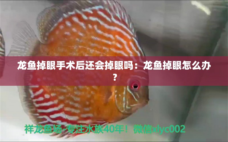 龍魚掉眼手術(shù)后還會掉眼嗎：龍魚掉眼怎么辦？ 龍魚百科 第2張