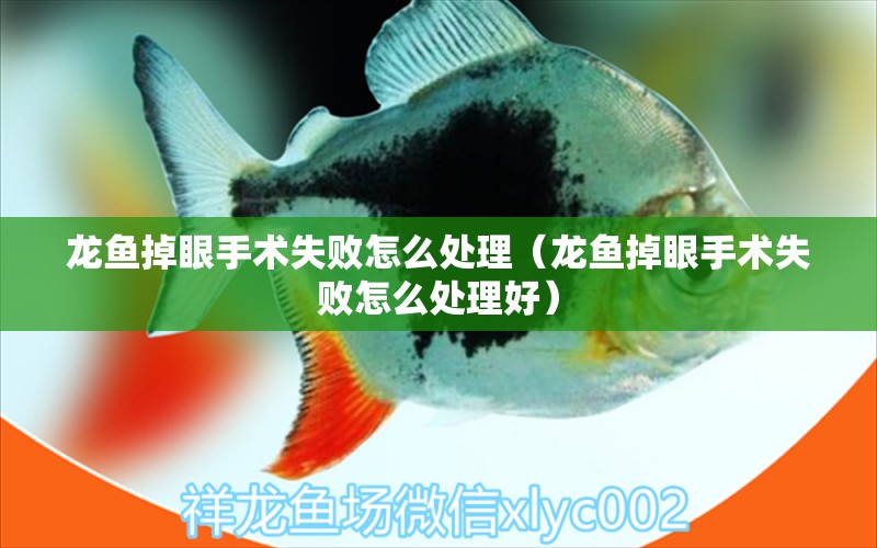 龍魚掉眼手術(shù)失敗怎么處理（龍魚掉眼手術(shù)失敗怎么處理好） 龍魚疾病與治療