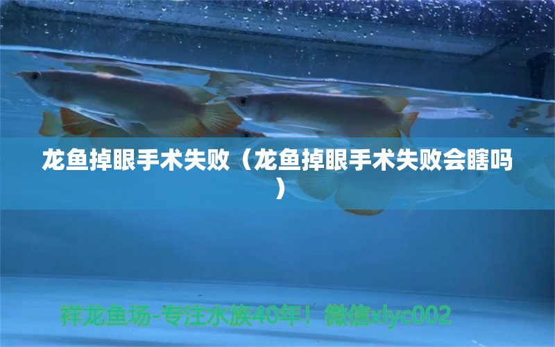 龍魚掉眼手術失敗（龍魚掉眼手術失敗會瞎嗎） 祥龍水族醫(yī)院