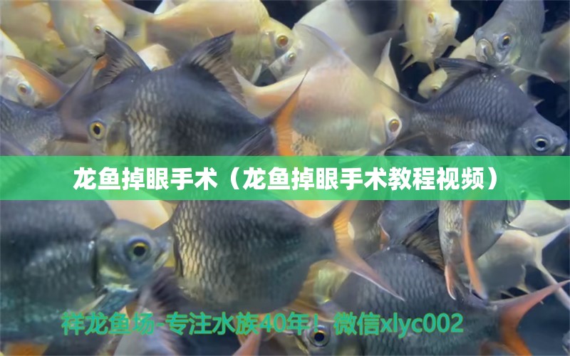 龍魚(yú)掉眼手術(shù)（龍魚(yú)掉眼手術(shù)教程視頻） 龍魚(yú)疾病與治療