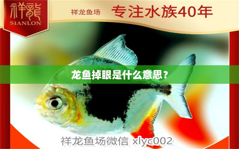 龍魚掉眼是什么意思？ 文玩