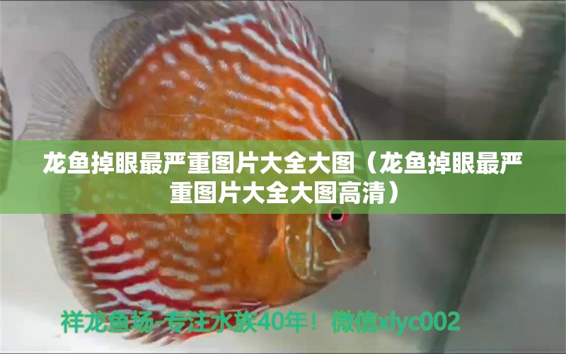 龍魚掉眼最嚴重圖片大全大圖（龍魚掉眼最嚴重圖片大全大圖高清）