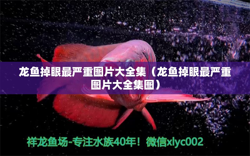 龍魚掉眼最嚴重圖片大全集（龍魚掉眼最嚴重圖片大全集圖）