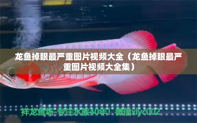 龍魚掉眼最嚴重圖片視頻大全（龍魚掉眼最嚴重圖片視頻大全集）