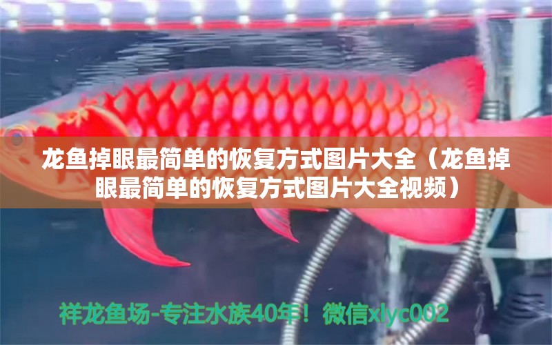 龍魚掉眼最簡單的恢復方式圖片大全（龍魚掉眼最簡單的恢復方式圖片大全視頻）