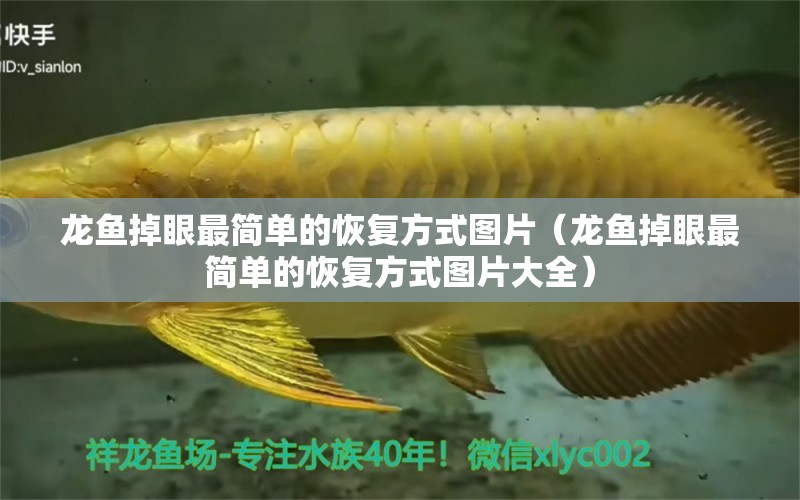 龍魚掉眼最簡單的恢復(fù)方式圖片（龍魚掉眼最簡單的恢復(fù)方式圖片大全）