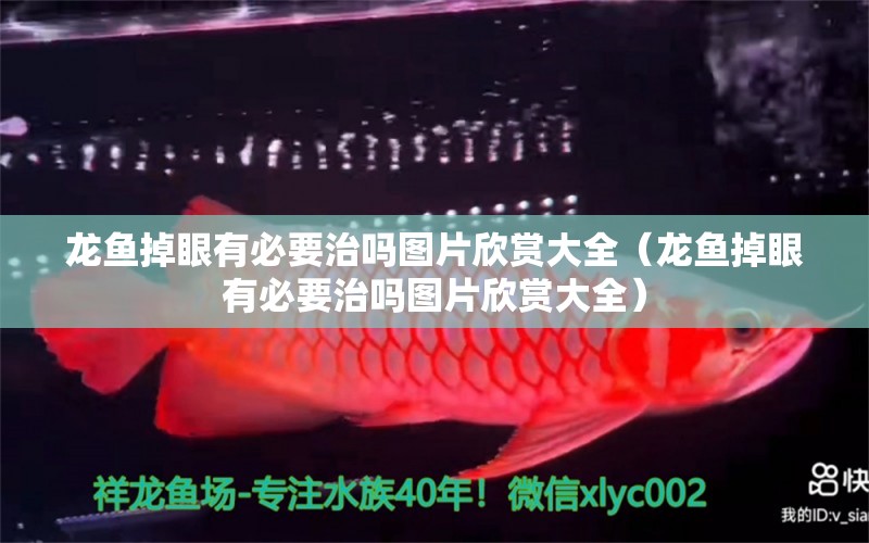 龍魚掉眼有必要治嗎圖片欣賞大全（龍魚掉眼有必要治嗎圖片欣賞大全） 龍魚疾病與治療