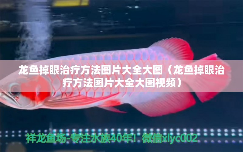 龍魚掉眼治療方法圖片大全大圖（龍魚掉眼治療方法圖片大全大圖視頻）