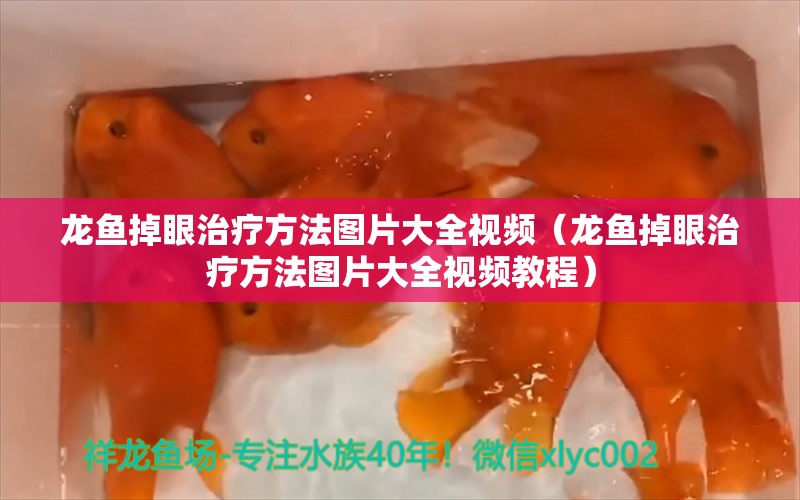 龍魚掉眼治療方法圖片大全視頻（龍魚掉眼治療方法圖片大全視頻教程）