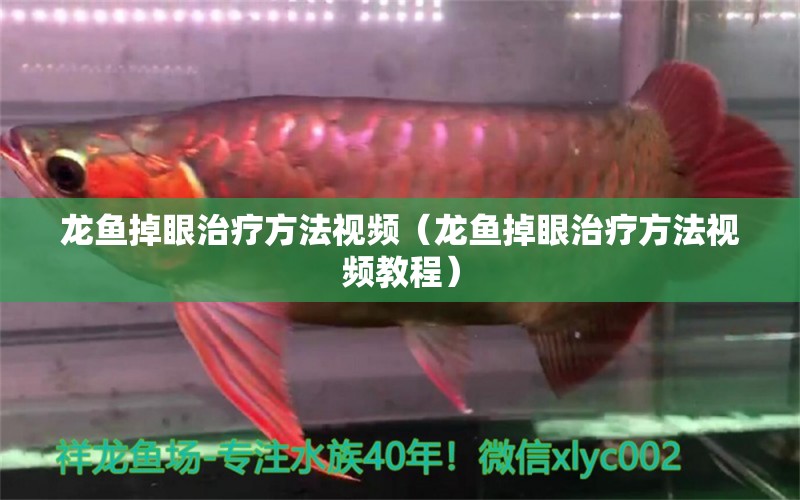 龍魚掉眼治療方法視頻（龍魚掉眼治療方法視頻教程）