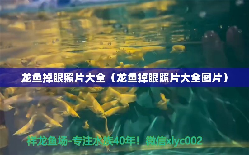 龍魚掉眼照片大全（龍魚掉眼照片大全圖片）