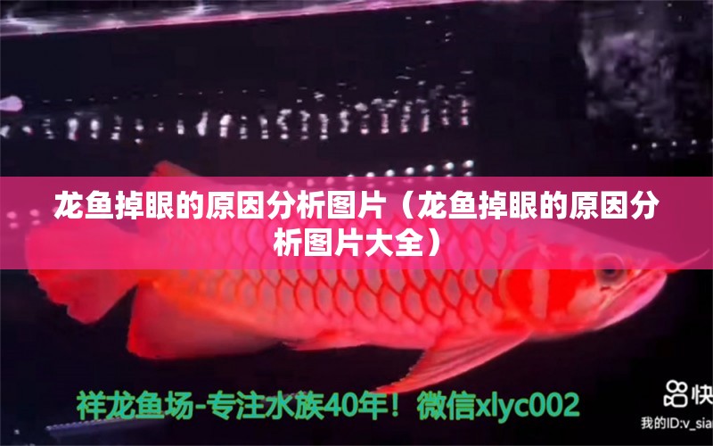 龍魚(yú)掉眼的原因分析圖片（龍魚(yú)掉眼的原因分析圖片大全） 龍魚(yú)疾病與治療