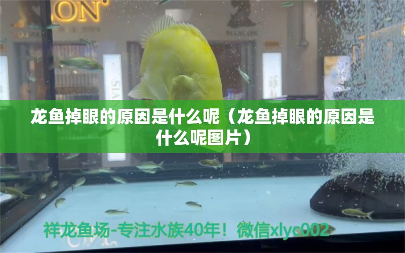 龍魚掉眼的原因是什么呢（龍魚掉眼的原因是什么呢圖片） 龍魚疾病與治療