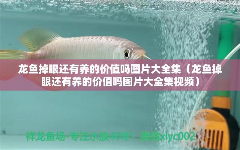 龍魚掉眼還有養(yǎng)的價值嗎圖片大全集（龍魚掉眼還有養(yǎng)的價值嗎圖片大全集視頻）