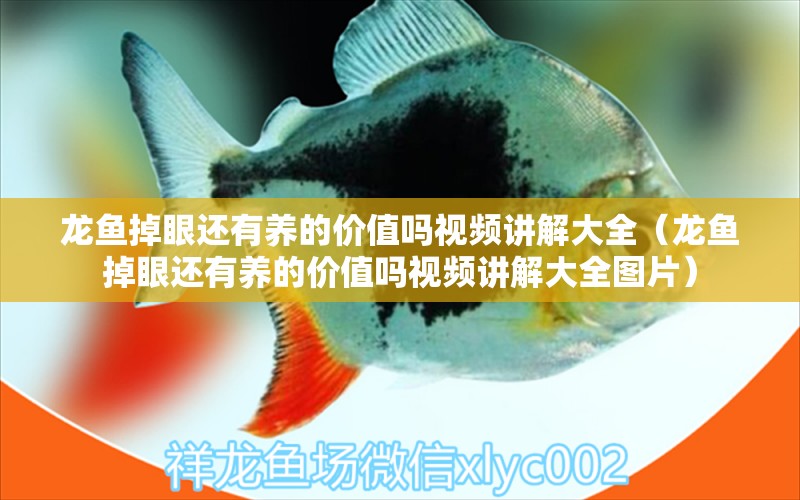 龍魚掉眼還有養(yǎng)的價值嗎視頻講解大全（龍魚掉眼還有養(yǎng)的價值嗎視頻講解大全圖片）