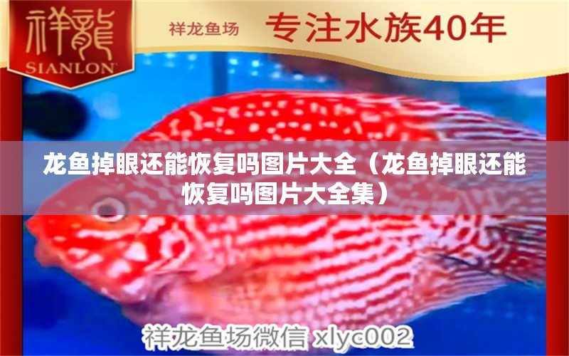 龍魚(yú)掉眼還能恢復(fù)嗎圖片大全（龍魚(yú)掉眼還能恢復(fù)嗎圖片大全集） 龍魚(yú)疾病與治療