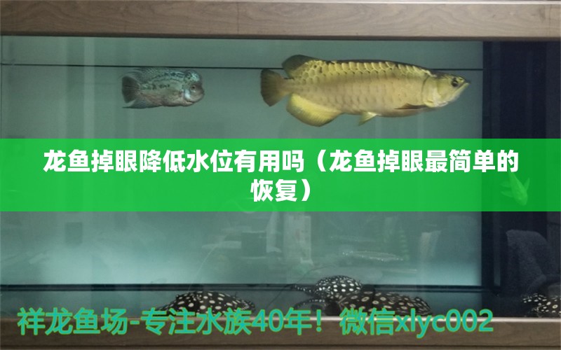 龍魚掉眼降低水位有用嗎（龍魚掉眼最簡單的恢復(fù)）