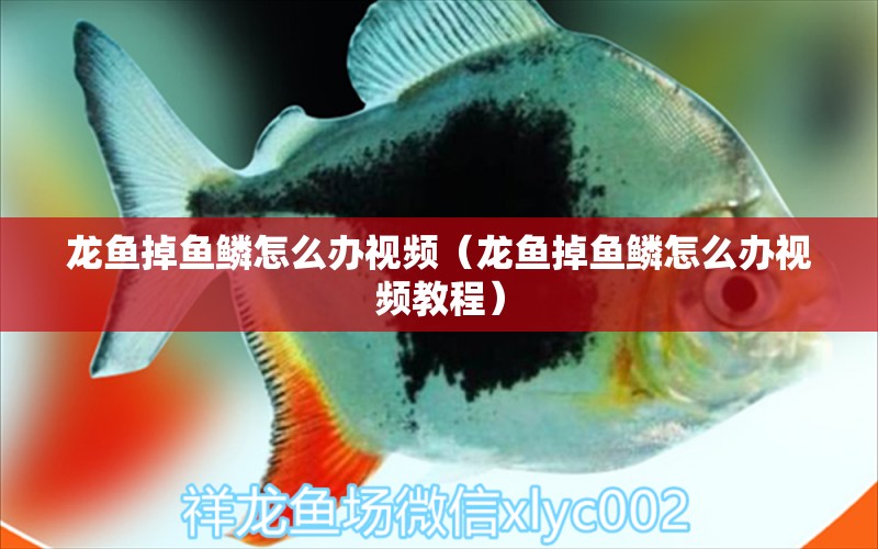 龍魚掉魚鱗怎么辦視頻（龍魚掉魚鱗怎么辦視頻教程）