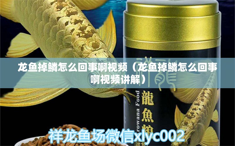 龍魚掉鱗怎么回事啊視頻（龍魚掉鱗怎么回事啊視頻講解） 龍魚疾病與治療