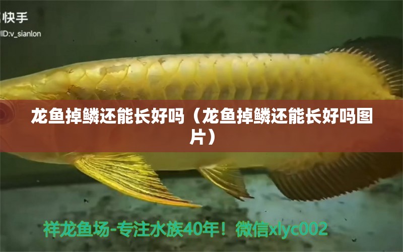 龍魚掉鱗還能長好嗎（龍魚掉鱗還能長好嗎圖片）