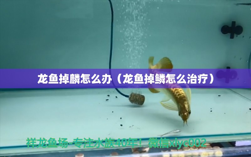 龍魚掉麟怎么辦（龍魚掉鱗怎么治療） 龍魚疾病與治療