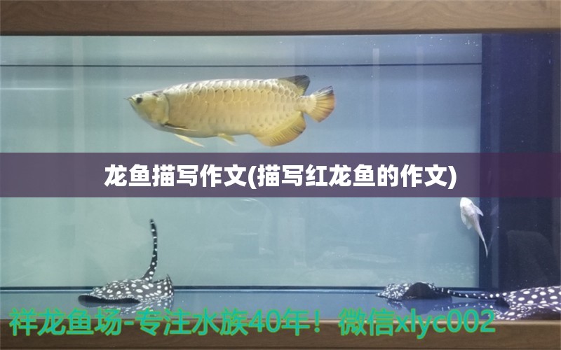 龍魚(yú)描寫(xiě)作文(描寫(xiě)紅龍魚(yú)的作文) 黃金斑馬魚(yú)