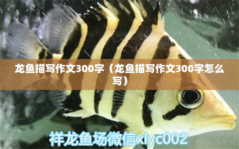 龍魚描寫作文300字（龍魚描寫作文300字怎么寫） 廣州龍魚批發(fā)市場