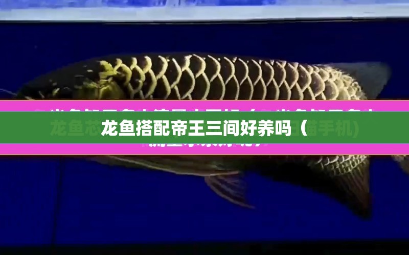 龍魚搭配帝王三間好養(yǎng)嗎（ 水族問答 第1張