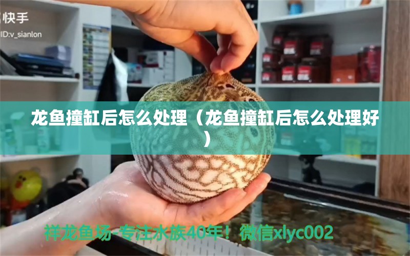 龍魚撞缸后怎么處理（龍魚撞缸后怎么處理好） 廣州龍魚批發(fā)市場