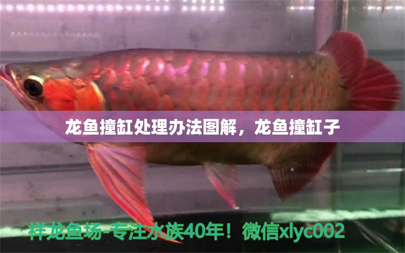 龍魚撞缸處理辦法圖解，龍魚撞缸子