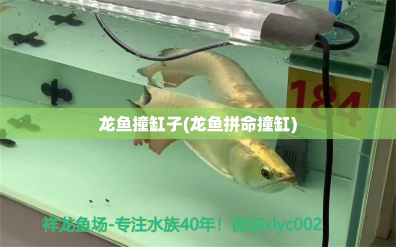 龍魚撞缸子(龍魚拼命撞缸) 觀賞魚企業(yè)目錄